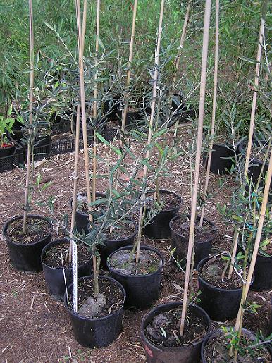 olea europea mouflal